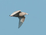 Glaucous gull