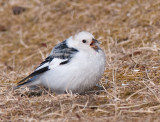 Snow bunting