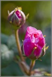 Rose Buds