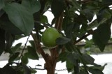 A Splash of Lime Too