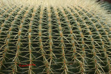 My Favorite Cactus
