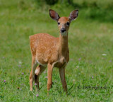 One of Two Fawns