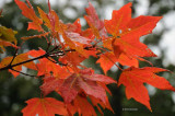 Sign of Fall
