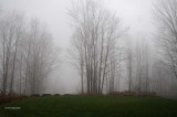 Thick Fog