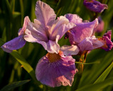 5466-Jap Iris size.jpg
