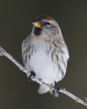 Common Redpoll