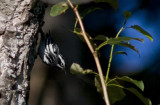 Black-and-white Warbler