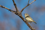 Ruby-crowned Kinglet (female?)