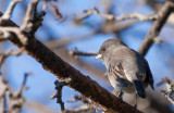 Dark-eyed Junco