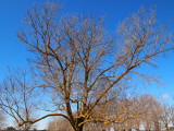 Bare tree,deep  blue sky