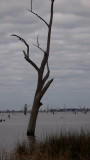 A Felled tree.