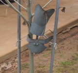 Tin cat.