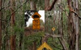 Wombat state forest