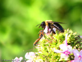 Bumble Bee & Milk Weed Bugs