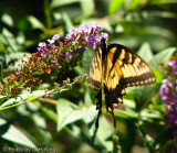 Tiger Swallowtail Butterfly