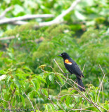 Red Wing Blackbird