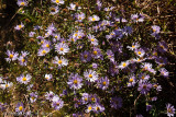 New York Asters