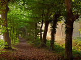 Laantje in de herfst