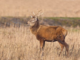 Edelhert in de Oostvaardersplassen