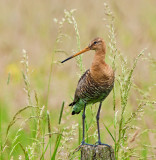 Grutto tussen het hoge gras