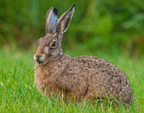 Haas met grassprietje