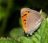 Kleine Vuurvlinder