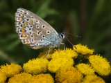 Icarusblauwtje op Boerenwormkruid