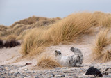 Grijze zeehond in de duinen