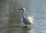 Kleine Zilverreiger