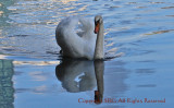 Wild Swan on Lady Bird Lake