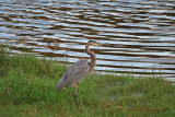 Great Blue Heron - at the pond