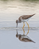 Lesser Yellowlegs