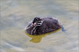 Red-necked Grebe Baby