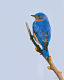  Eastern Bluebird