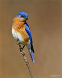  Eastern Bluebird