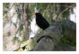 little blackbird