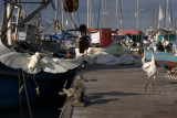 A pleasent afternoon in Jaffa harbour & Tel-Aviv beach