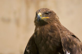Steppe Eagle