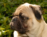 Otto the Pug