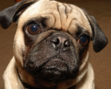 Otto the Pug