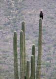 03-04-06 harris on saguaro.jpg