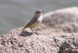 03-04-06 rock wren lifer1.jpg