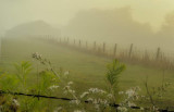 10/10/08 - Foggy Country Morning