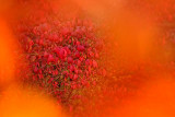 10/19/08 - Autumn Leaves
