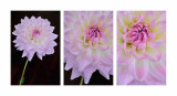 10/20/08 - 3 Views of a Dahlia