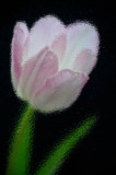 1/5/09 - Tulip