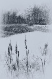 1/28/09 - Winter Wetlands