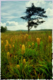 07/16/09 - Lonesome Pine