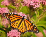 08/02/10 - Monarch Butterfly & Milkweed Blossoms