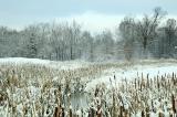 12/6/05 - Snowy Wetlands